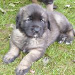 Bruno (Antonio Vigos), Hellbraun Halsband